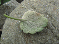 Peronospora violae