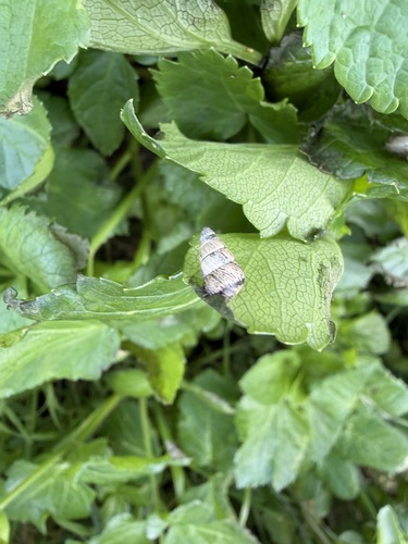 Cochlicella barbara