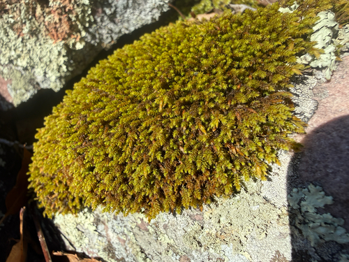 Hedwigia filiformis observed 2026-02-21