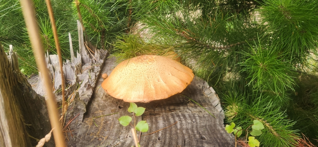 Gymnopilus junonius · February 2026 · photo: © alamettyr (iNaturalist, cc-by)