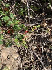 Tetragonia implexicoma