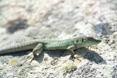 Podarcis siculus tyrrhenicus