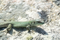 Podarcis siculus tyrrhenicus