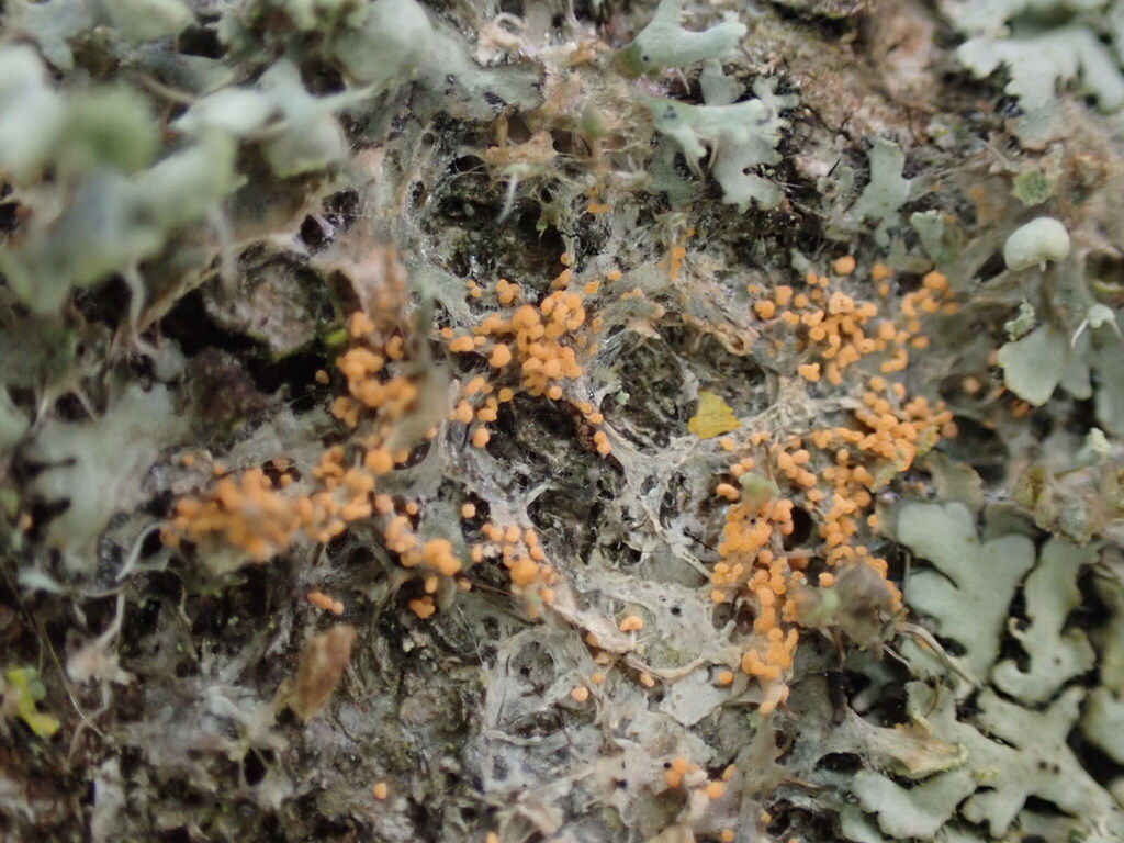 Erythricium aurantiacum · February 2026 · photo: © sambuckton (iNaturalist, cc0)