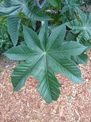 Ricinus