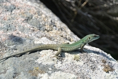 Podarcis siculus tyrrhenicus