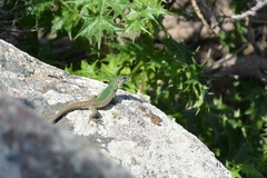 Podarcis siculus tyrrhenicus