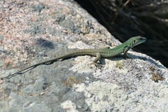 Podarcis siculus tyrrhenicus
