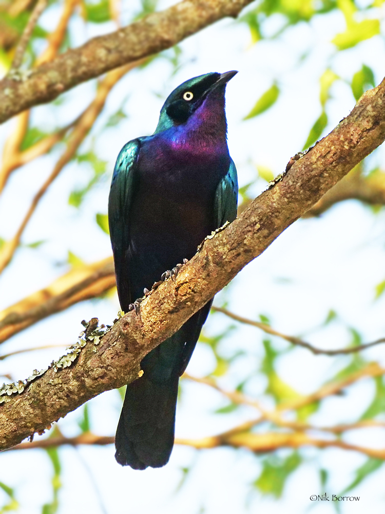 Splendid Starling photo