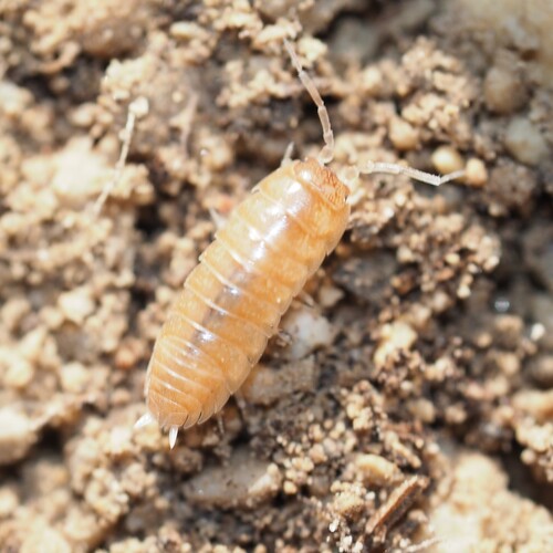 Cylisticus esterelanus