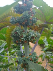 Ricinus