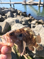 Sebastes auriculatus