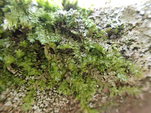 Plagiothecium laetum, 2026-02-14