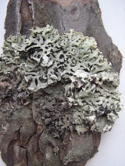 Lichenoconium erodens