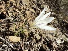 Crocus nevadensis, photograph (c) Cenaida, some rights reserved (CC BY)