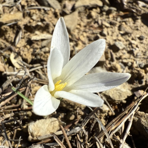 Crocus nevadensis, photograph 3