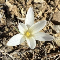 Crocus nevadensis, photograph (c) Cenaida, some rights reserved (CC BY)