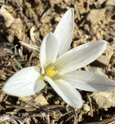Crocus nevadensis, photograph 5