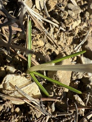 Crocus nevadensis, photograph (c) Cenaida, some rights reserved (CC BY)