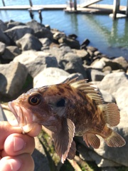 Sebastes auriculatus