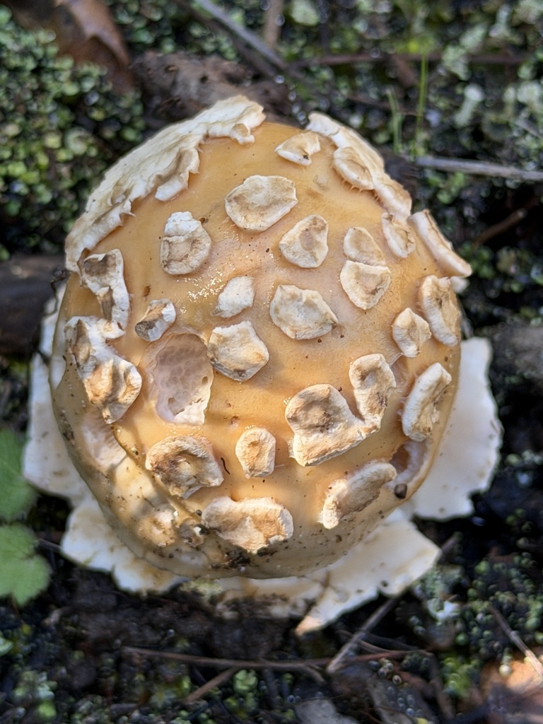 Amanita velosa · February 2026 · photo: © aheyman1 (iNaturalist, cc0)