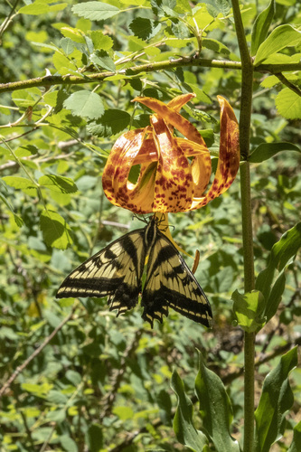 Pale Swallowtail photo 6