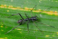 Myrmecium