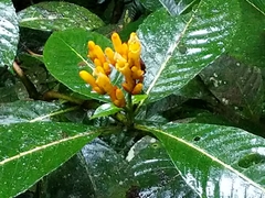 Sanchezia parvibracteata