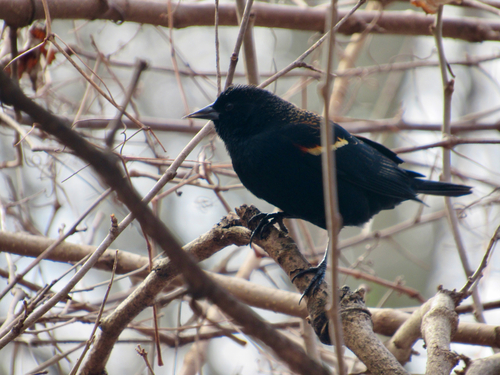 Red-winged Blackbird