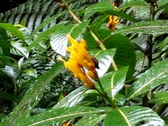 Sanchezia parvibracteata