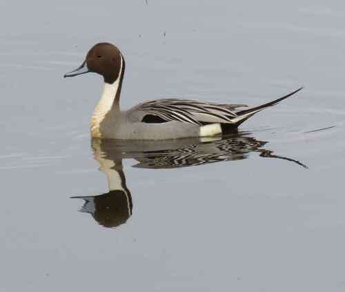 Canard pilet, mâle