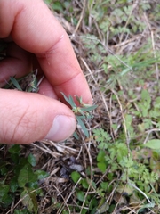 Euphorbia peplidion