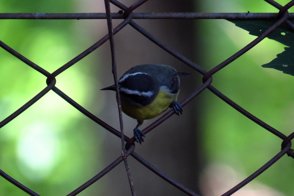 Bananaquit