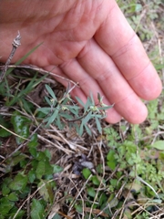 Euphorbia peplidion