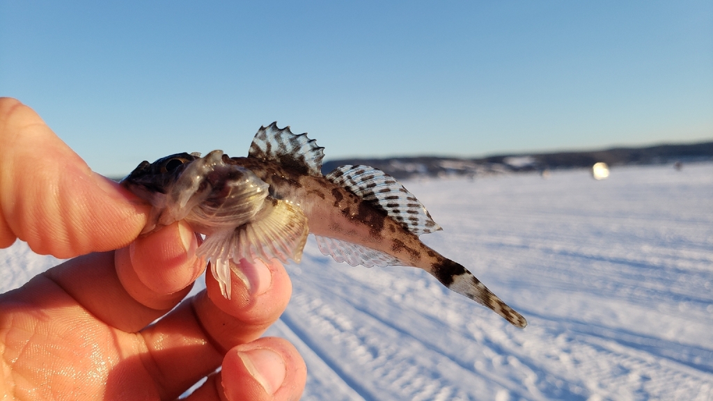 Atlantic hookear (Artediellus atlanticus) — Cottidae