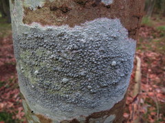Pertusaria pertusa