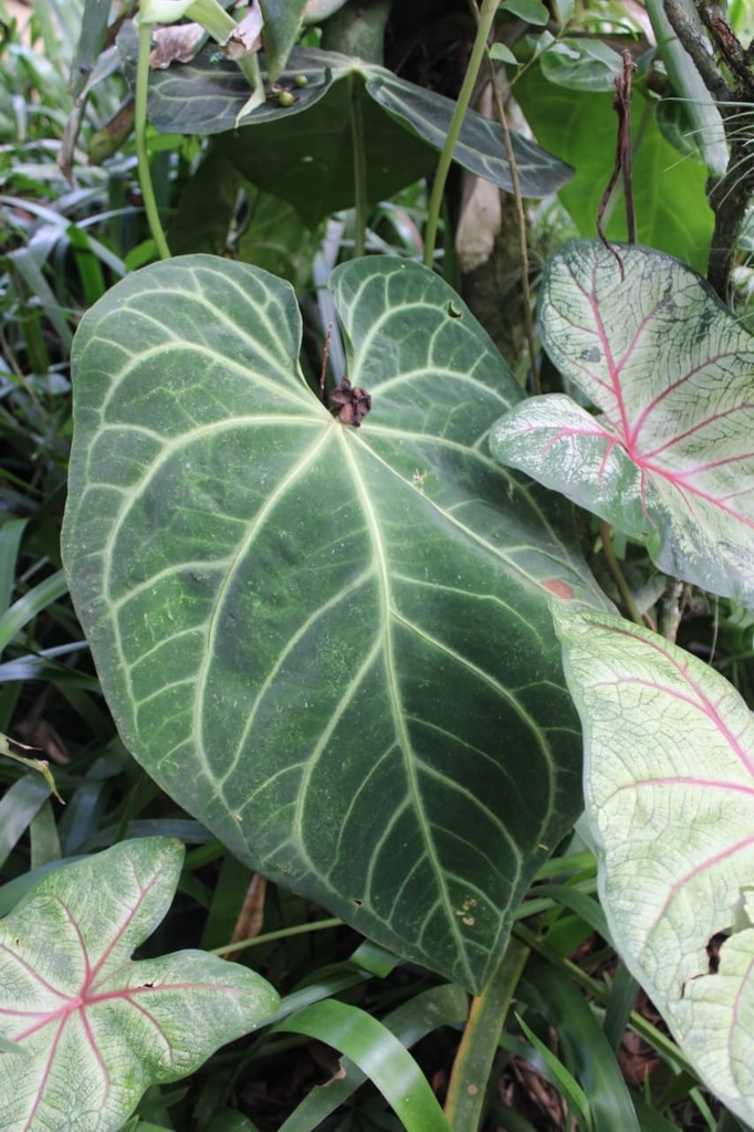 Heart-shaped velvety Anthurium crystallinum foliage