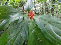 Miconia nervosa