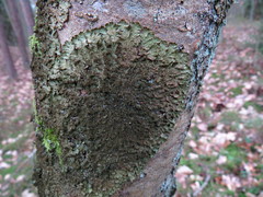 Melanelixia glabratula