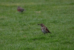 Turdus iliacus