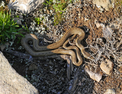Macroprotodon mauritanicus