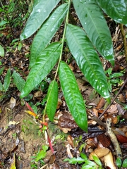 Heliconia hirsuta