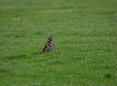 Turdus iliacus