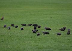 Sturnus vulgaris