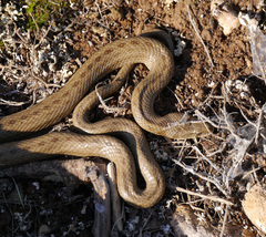 Macroprotodon mauritanicus