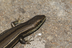 Pseudemoia pagenstecheri