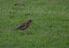 Turdus iliacus