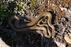 Macroprotodon mauritanicus