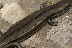 Pseudemoia pagenstecheri