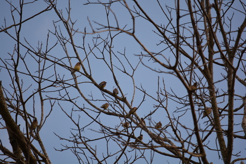 Cedar Waxwing photographed in Louisiana